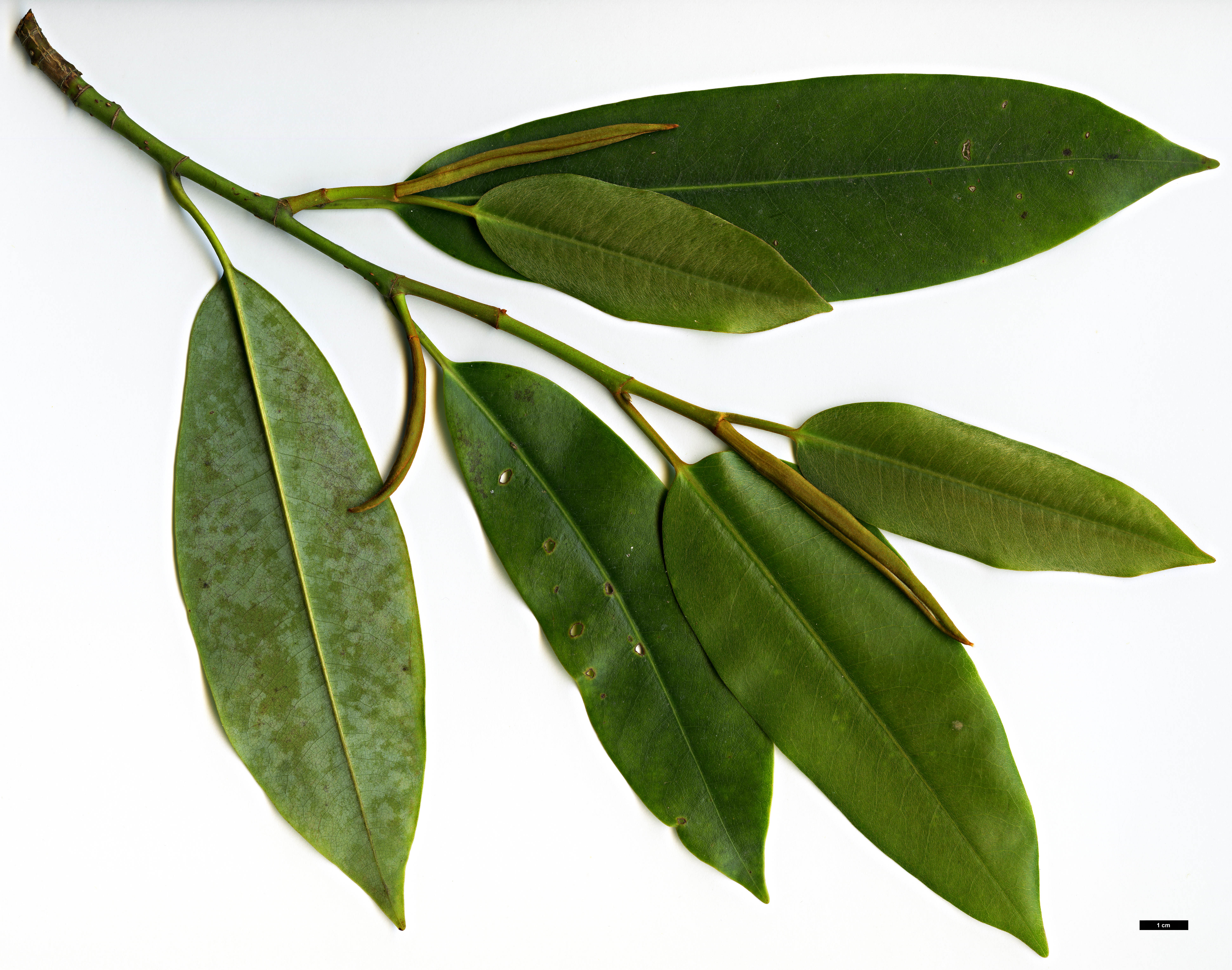 High resolution image: Family: Magnoliaceae - Genus: Magnolia - Taxon: cavaleriei - SpeciesSub: var. platypetala High resolution image: Family: Magnoliaceae - Genus: Magnolia - Taxon: cavaleriei - SpeciesSub: var. platypetala